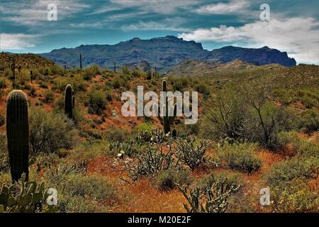 Apache Junction en Arizona est magnifique au printemps-surprises avec des algues, de la faune, et d'incroyables randonnées dans les Superstitions Banque D'Images