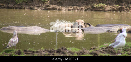 Buffalo africaine de l'eau natation dans l'eau trou avec tête de l'eau Banque D'Images