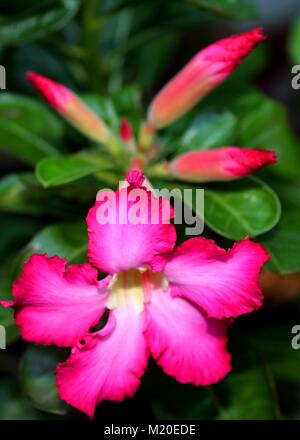 Macro - vue rapprochée de couleur rose - rose - desert rose fleur Adenium obesum - bud - vu dans un jardin familial au Sri Lanka Banque D'Images