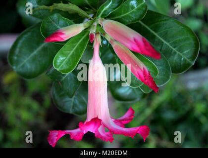 Macro - vue rapprochée de couleur rose - rose - desert rose fleur Adenium obesum - bud - vu dans un jardin familial au Sri Lanka Banque D'Images