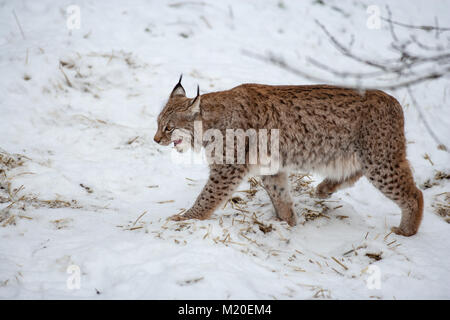 Lynx eurasien, Lodjur, lo, (Lynx lynx) Banque D'Images