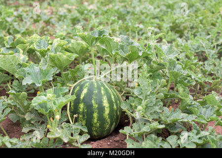 Watrmelon plante dans un jardin de légumes, fruits et fleurs Banque D'Images