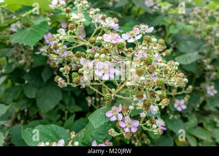 Avec blackberry rose Bush fleurs et fruits verts Banque D'Images