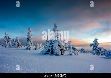 Winter Wonderland arbres gelés couvertes de neige Finlande Saariselka Laponie ski resort Banque D'Images