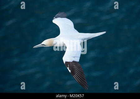 Close-up Vue de haut vol gannet ensoleillée & planeur sur la mer du Nord, ailes déployées - Falaises de Bempton RSPB réserve, East Yorkshire, Angleterre, Royaume-Uni. Banque D'Images