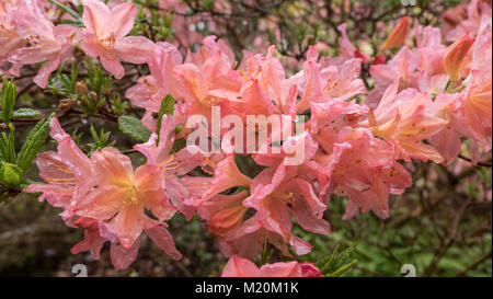 Rhododendrons à Inverewe Gardens, Poolewe, Wester Ross, Scotland. UK. Banque D'Images