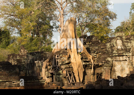 Arbre qui pousse sur la ruine du temple, Angkor Wat, au Cambodge Banque D'Images