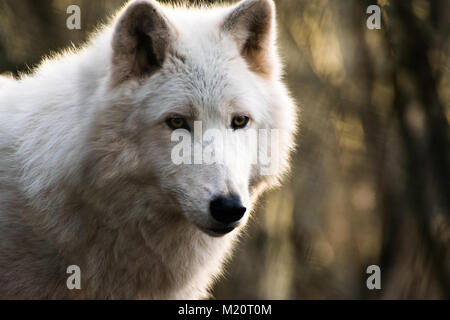 Luna le loup arctique Banque D'Images