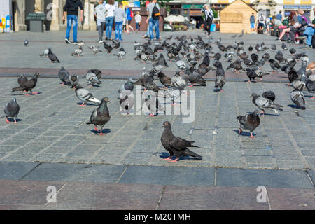 Cracovie, Pologne - 7 août 2016 : les pigeons sur la place principale de Cracovie. Pologne Banque D'Images