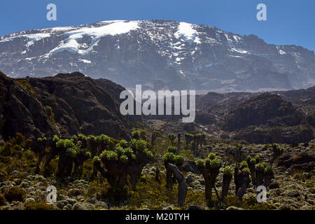 Une longue marche jusqu'Kilimandjaro sur la route du Whisky Banque D'Images