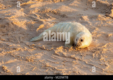 Nouveau-né bébé joint avec fourrure blanche sur la plage de sable d'attente pour l'alimentation à partir de la momie. Le littoral de Norfolk à Horsey Gap Banque D'Images