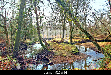 De nouveaux flux de liquidation des forêts en hiver, Hampshire, Angleterre Banque D'Images