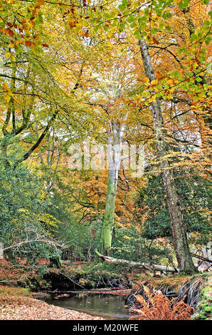 New Forest stream l'automne dans le parc national New Forest, Hampshire, Angleterre Banque D'Images