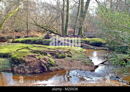 Cours d'hiver dans le parc national New Forest, Hampshire, Angleterre Banque D'Images