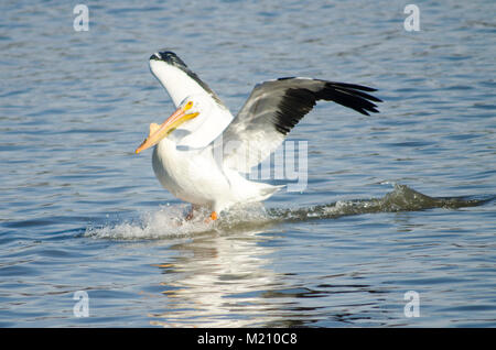 Pélican blanc d'Amérique, Pelecanus erythrorhynchos Nom scientifique des terres dans le fleuve Mississippi. Banque D'Images