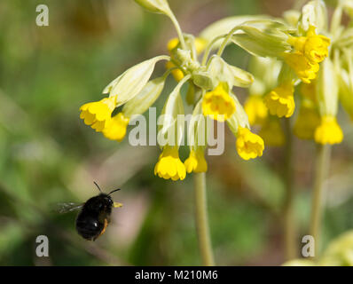 Domaine Cuckoo Bumblebee Bombus campestris planant en vol se nourrissant de Primula veris Cowslips sur une lande du Nord Yorkshire du Sud de l'Angleterre. Banque D'Images