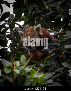 Le panda rouge entre les branches de l'arbre. Loro Parque, Tenerife 2016 Banque D'Images