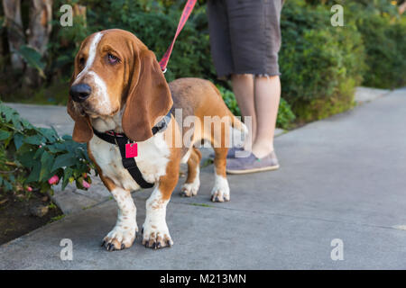 Basset Hound Dog, lors d'une promenade Banque D'Images