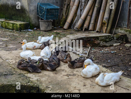 Les canards se reposent au village de la ville de Sapa, Vietnam. Banque D'Images