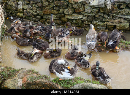 Les canards se reposent au village de la ville de Sapa, Vietnam. Banque D'Images