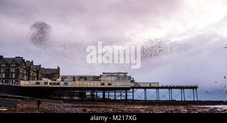 Pays de Galles Aberystwyth UK, samedi 03 février 2018 Météo France : sur un très froid et gris Février soir , grand nuages de dizaines de milliers de minuscules étourneaux remplir le ciel comme ils volent dans murmurations spectaculaire Crédit : Keith morris/Alamy Live News Banque D'Images