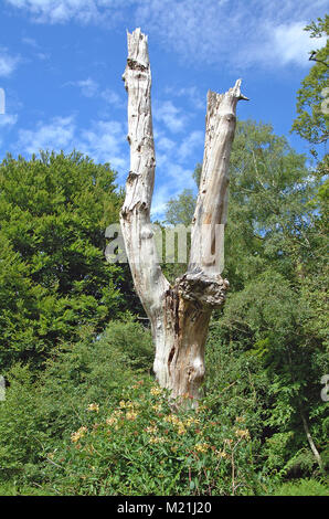 Le chèvrefeuille (Lonicera periclymenum sauvages) en vertu de l'arbre de pins morts dans le parc national New Forest Banque D'Images