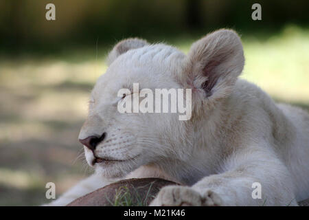 White Lion cub ou chiot aux yeux verts close up Banque D'Images