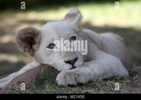 White Lion cub ou chiot aux yeux verts close up Banque D'Images