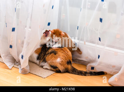 Mignon petit chaton blanc au gingembre et jouant avec des profils tricolor cat. Les chats jouer et gratter les rideaux. Banque D'Images