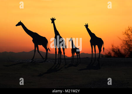 Famille girafe silhouetté au coucher du soleil Banque D'Images