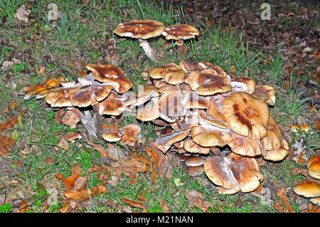 Les champignons dans le parc national New Forest, Hampshire, Angleterre Banque D'Images