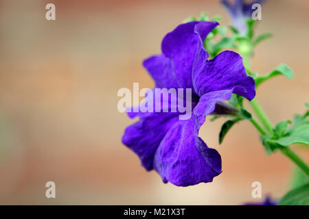 Spear Thistle plante dans un maison jardin dans la Pologne du sud Banque D'Images