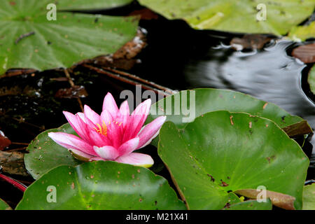 Nénuphar blanc coloré fleur sur la surface d'un étang Banque D'Images