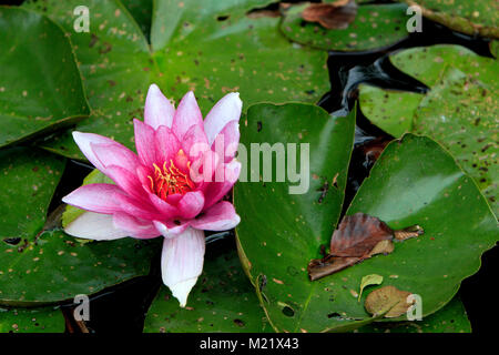 Nénuphar blanc coloré fleur sur la surface d'un étang Banque D'Images