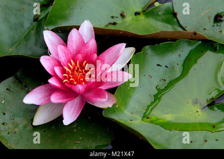 Nénuphar blanc coloré fleur sur la surface d'un étang Banque D'Images