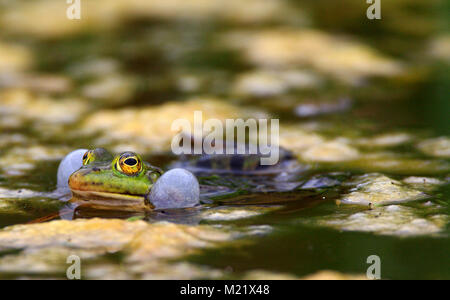 Seule la grenouille comestible sur surface de l'eau des zones humides par la rivière Biebrza en Pologne pendant une période d'accouplement de printemps Banque D'Images