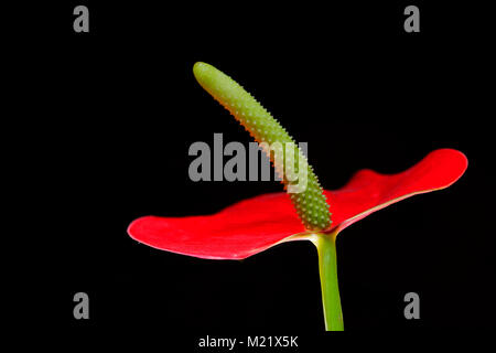 Photo de gros plan Fleurs Anthurium fleur fleurs Garçon Flamingo Banque D'Images