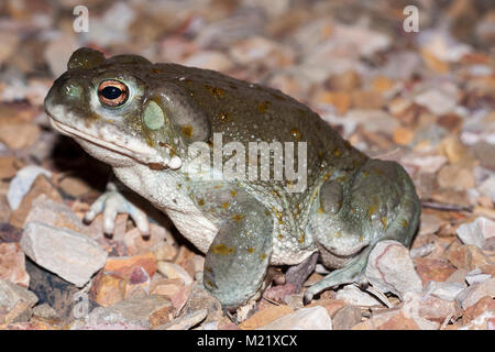 La Rivière Colorado (Incilius alvarius crapaud), le désert de Sonora, est un crapaud crapaud psychoactives trouvés dans le nord du Mexique et dans le sud-ouest des États-Unis. Sa toxine contient 5-MeO-DMT et bufotenin. Banque D'Images