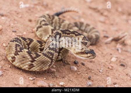 Crotalus molossus est un pit viper espèces présentes dans le sud-ouest des États-Unis et au Mexique. Macro portrait. Noms communs : crotale à queue noire, verte rattler, Nord de black-tailed Banque D'Images