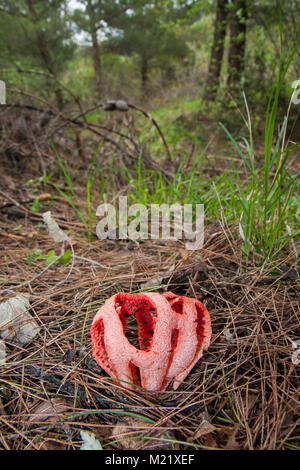 Clathrus ruber est une espèce de champignon dans le phalle impudique, la famille et l'espèce type du genre Clathrus. Il est communément connu comme le phalle impudique grillagées, le panier phalle impudique, ou la cage rouge. Banque D'Images