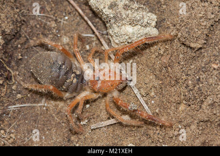 Solifugae est un ordre d'animaux dans la classe des Arachnides connu différemment comme camel spiders, vent scorpions, araignées, sun ou solifuges. Macro portrait Banque D'Images