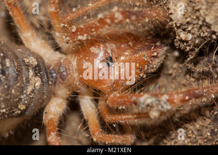 Solifugae est un ordre d'animaux dans la classe des Arachnides connu différemment comme camel spiders, vent scorpions, araignées, sun ou solifuges. Macro portrait Banque D'Images