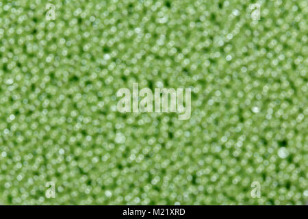 Abstract green glitter sparkle background. Banque D'Images