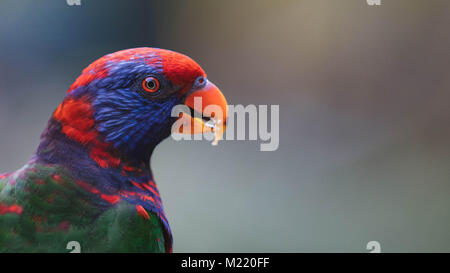 Rainbow Lorikeet / Parrot, dans la volière Edward Youde Park, parc de Hong Kong, Hong Kong Banque D'Images