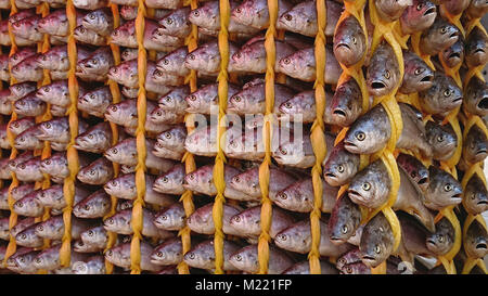 La pêche proprement séché pendu en rangs à la boutique plus traditionnel dans la station Plage Songjeong marché près de la gare KTX Plage Songjeong, Gwangju, Corée du Sud. Banque D'Images