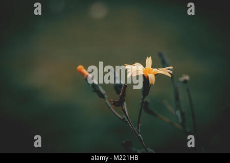 Fleur jaune d'scolymus hispanicus Banque D'Images