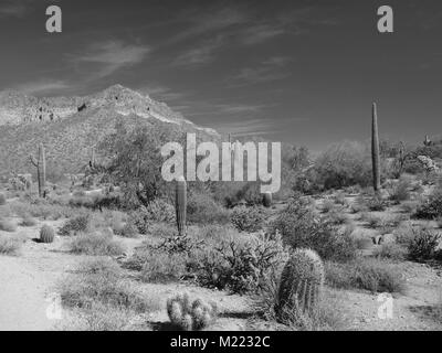 Désert de l'Arizona scènes en noir et blanc est de Mesa, Arizona. Banque D'Images
