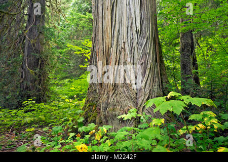 WA13233-00...WASHINGTON -arbres géant le cèdre rouge de l'growingin la Big Beaver Valley le long de la Pacific Northwest Trail dans Ross Lake National Recreat Banque D'Images