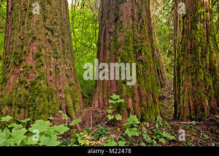 WA13238-00...WASHINGTON - Massif cèdres rouges de l'croissant dans le Big Beaver Valley de la Ross Lake National Recreation Area dans les North Cascades. Banque D'Images