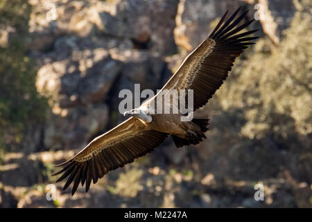 Vautour fauve Gyps fulvus en Estrémadure, Espagne Banque D'Images